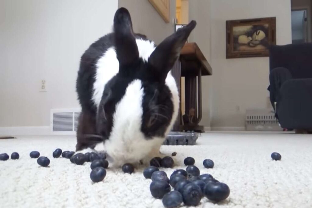 Can Rabbits Eat Dried Blueberries
